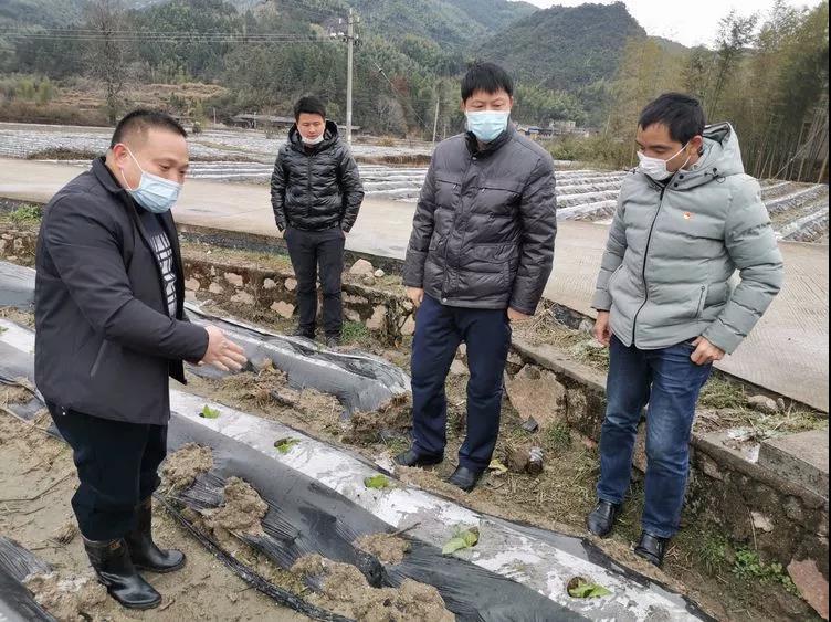 县长陈显卿指导焦坑村烟叶防寒防冻工作